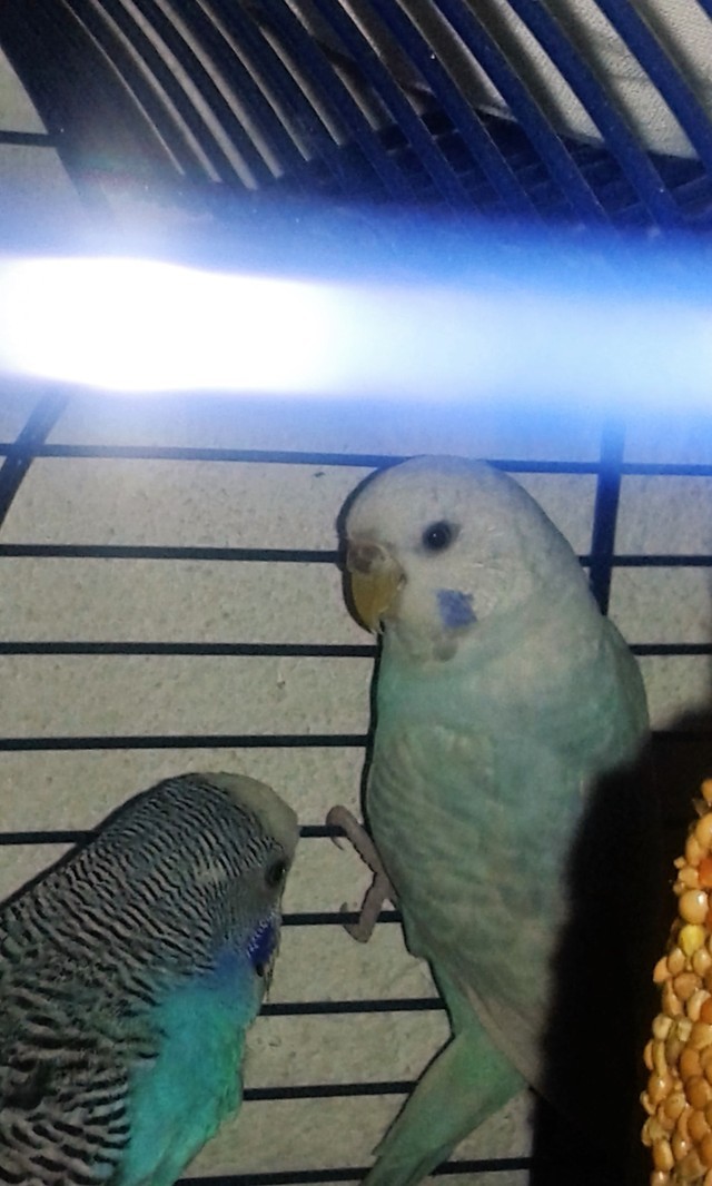 cova